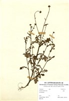 藏品(矮菊)的圖片